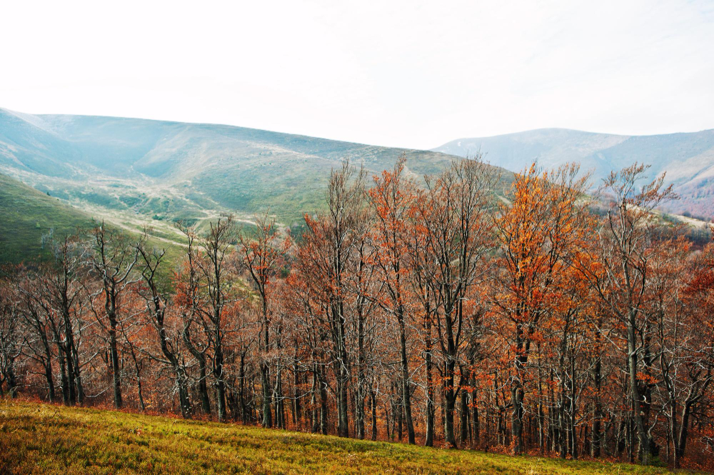 Fall foliage in a forest