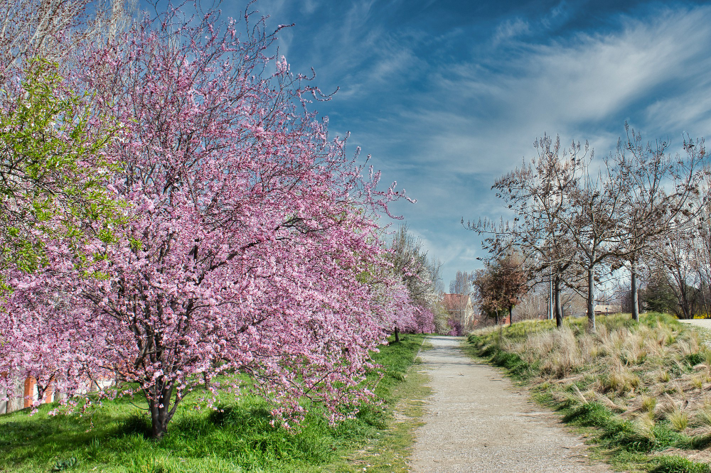 Cherry blossoms and spring gardens